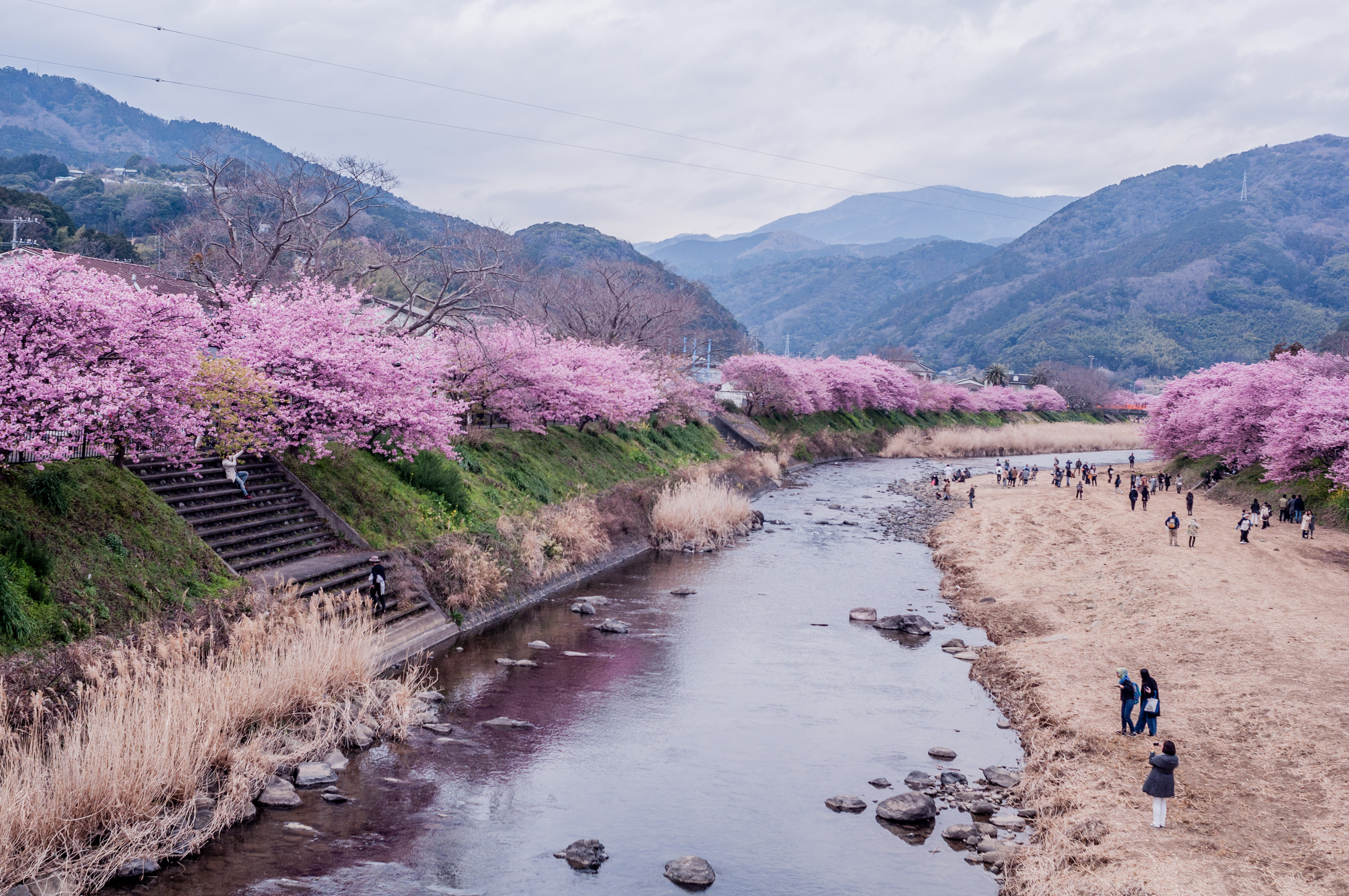 Kawazu Sakura Festival Ana Around The World